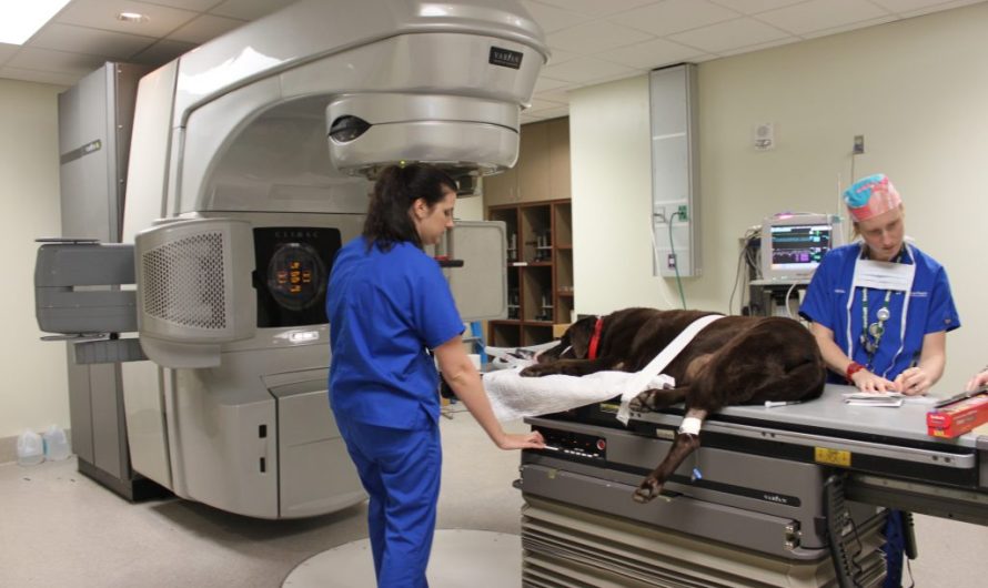 Veterinary Oncology Market: High Growth Expected with Increasing Demand for Cancer Treatment in Animals