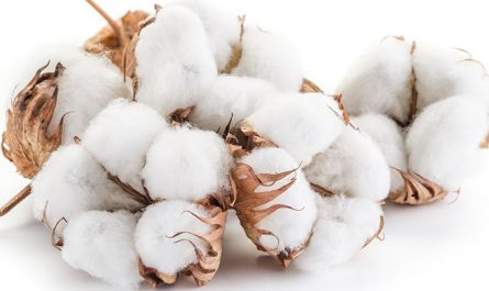 Cotton (linter) Pulp Market