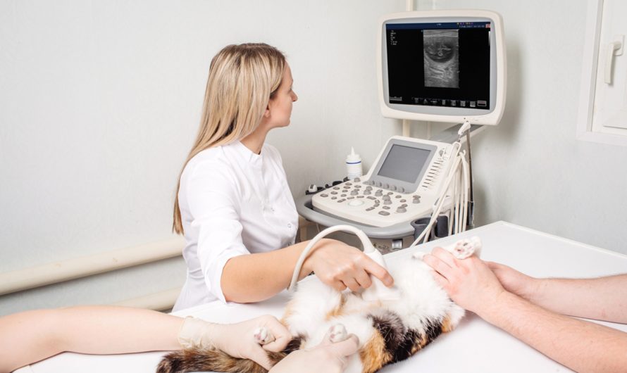 Veterinary Diagnostic Imaging Market: Expanding Opportunities in Animal Healthcare