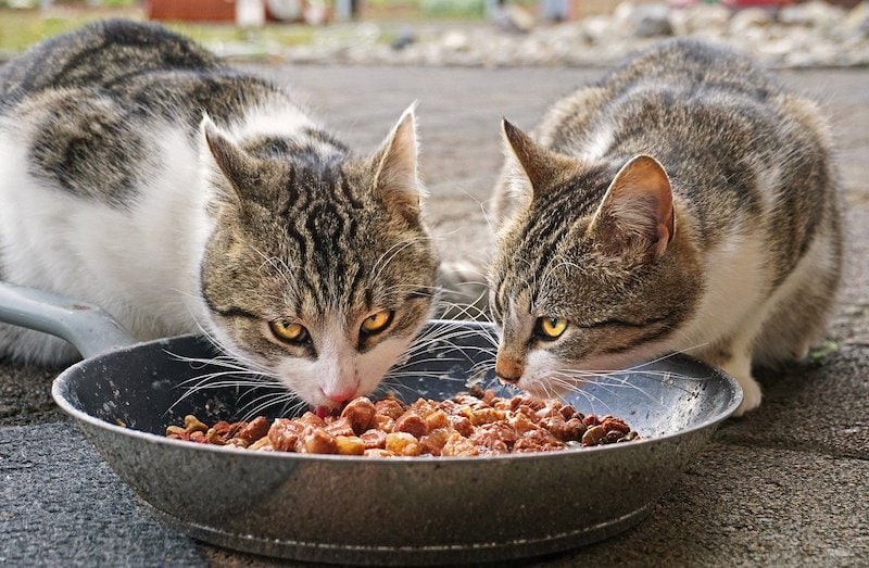 Cat Wet Food Market Is Estimated To Witness High Growth Owing To Increasing Pet Ownership And Growing Demand For Nutritious Pet Food Products