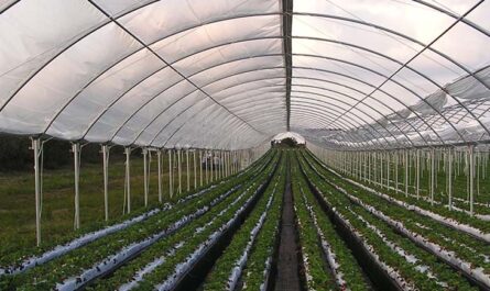 Commercial Greenhouse MArket