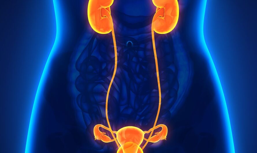 Global Urinary Tract Infection Therapeutic Market Is Estimated To Witness High Growth