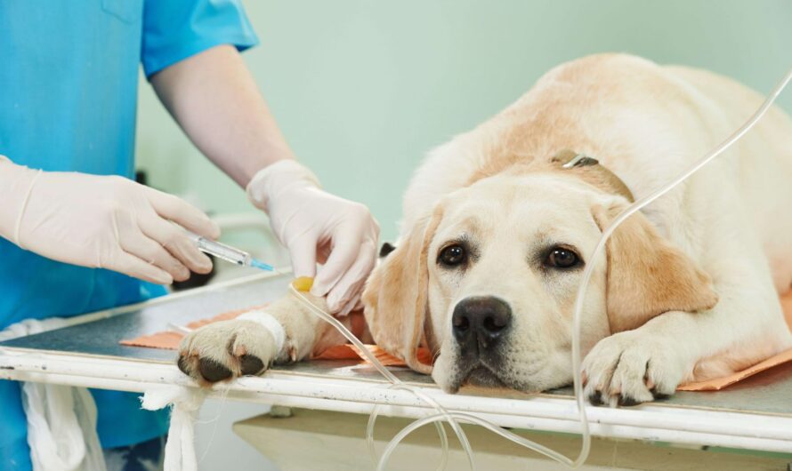 Veterinary Oncology Is Estimated To Witness High Growth Owing To Rising Incidence of Cancer in Pets