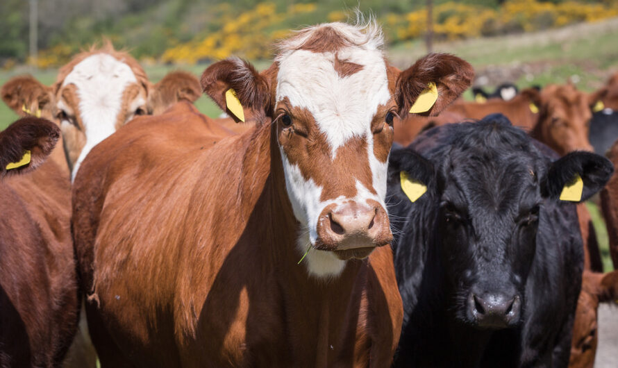 Projected Adoption of Technologies to Boost the Growth of Livestock Identification Market