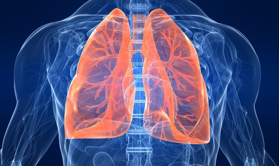 Innovative Fuel Cell Design Inspired by the Structure of a Lung