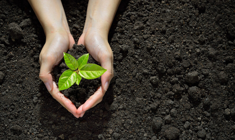 Premium Potting Soils Market Driven By Increasing Demand For Organic Farming