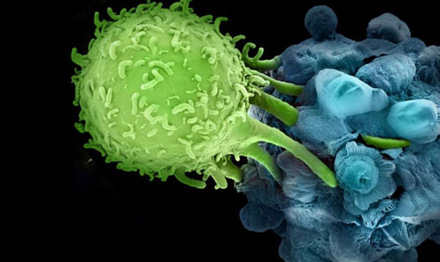 The Cancer Immunotherapy Market Is Driven By Rising Adoption Of Targeted Therapies