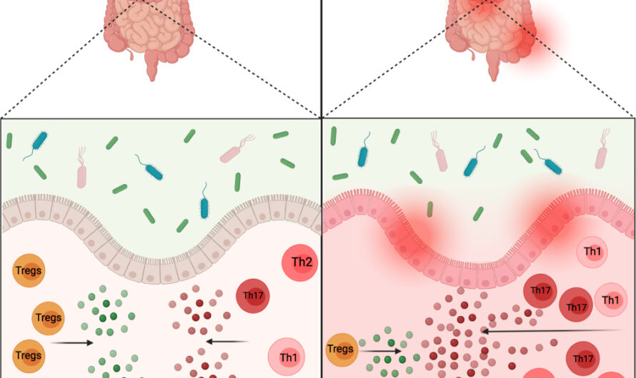 How A Healthy Microbiome Reduces Gut Inflammation: The Role of Commensal T Cells