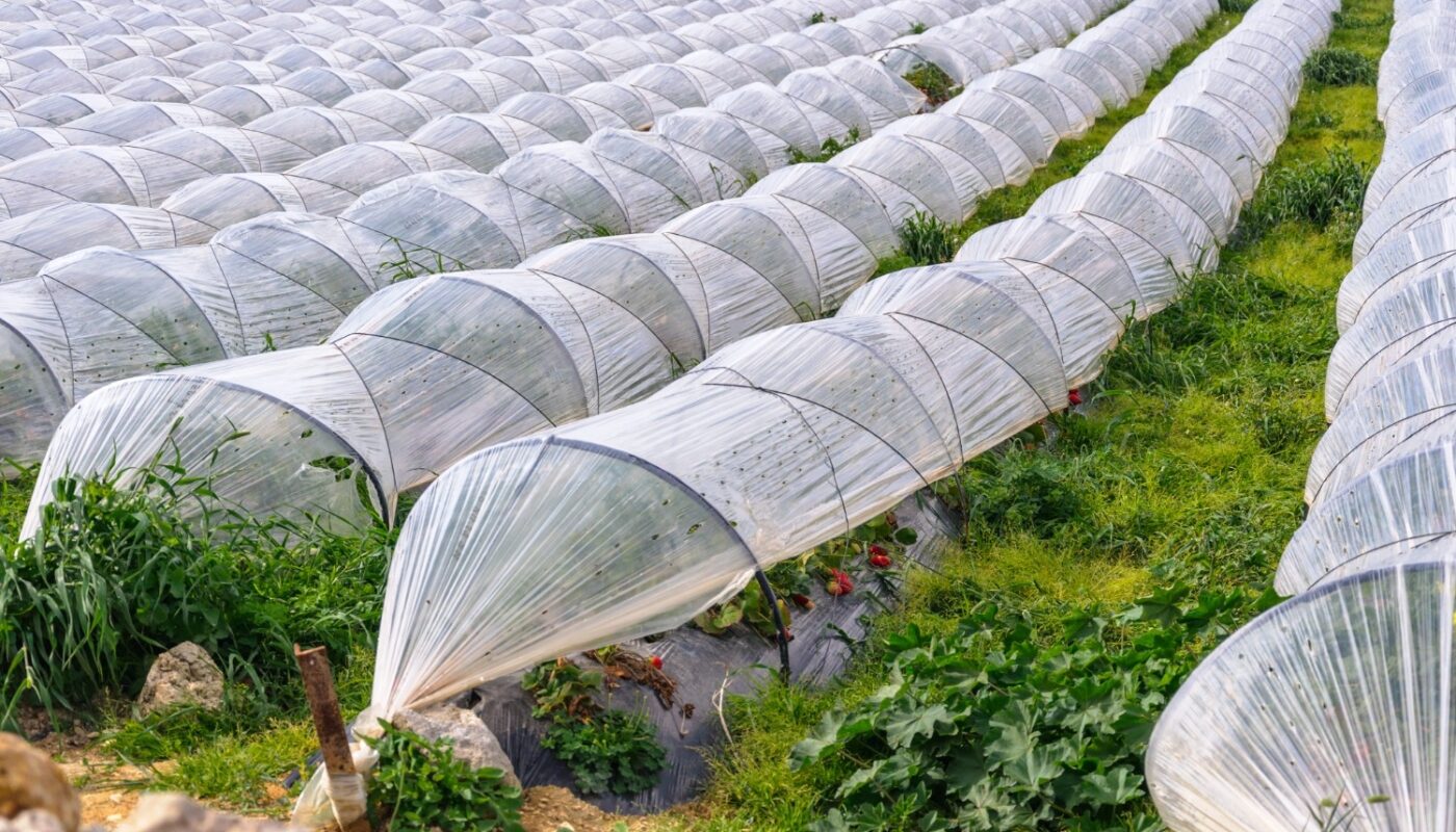 Greenhouse Produce Market