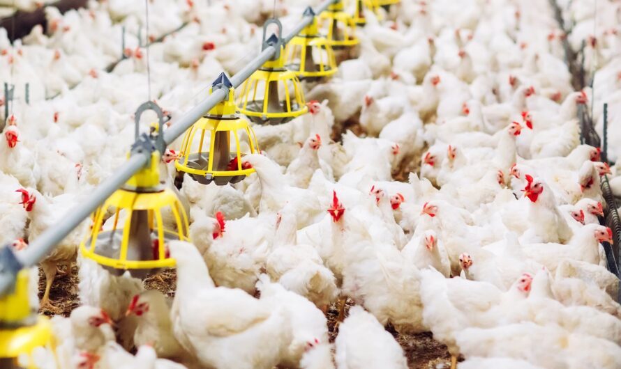 Poultry Market is Estimated to Witness High Growth Owing to Rising Demand for Protein-rich Food