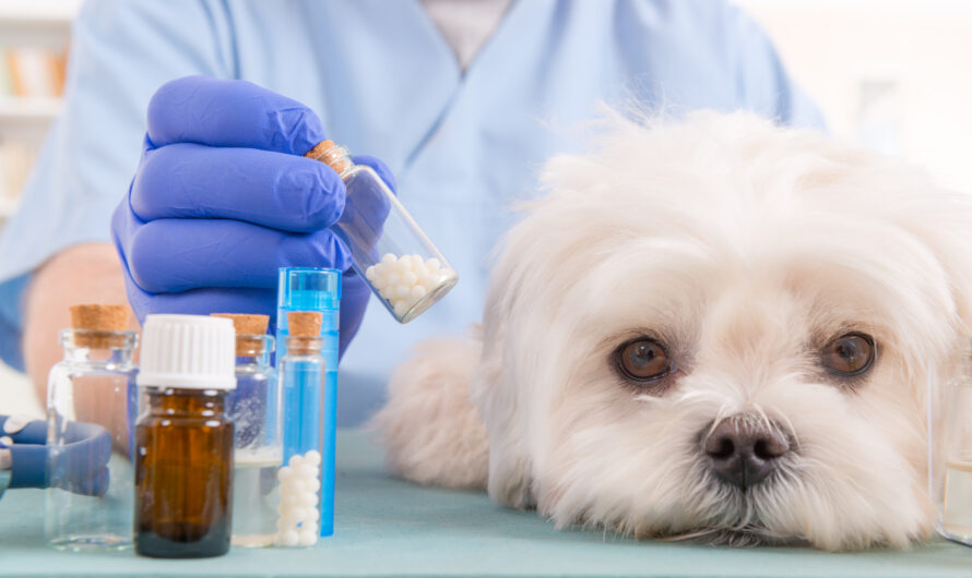 The global Veterinary Medicine Market Growth Accelerated by Rising Pet Population