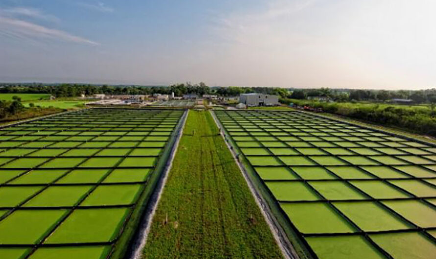 Development of Algae-based Biofuels is Driving the Global Algaculture Market