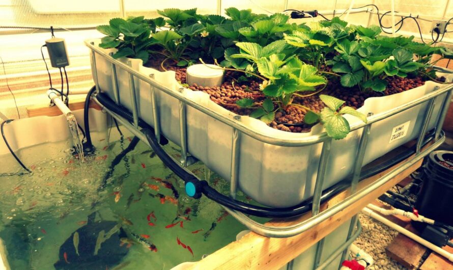 Aquaponics: A Sustainable Food Production System of the Future