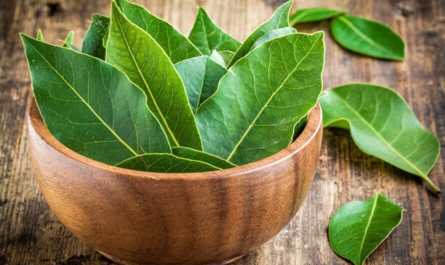 The Global Bay Leaf Market is expected to driven by rising culinary applications