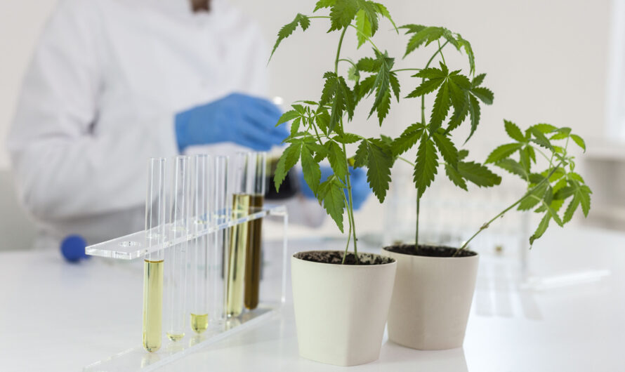 The Science Behind the Leaf Unraveling the Importance of Cannabis Testing