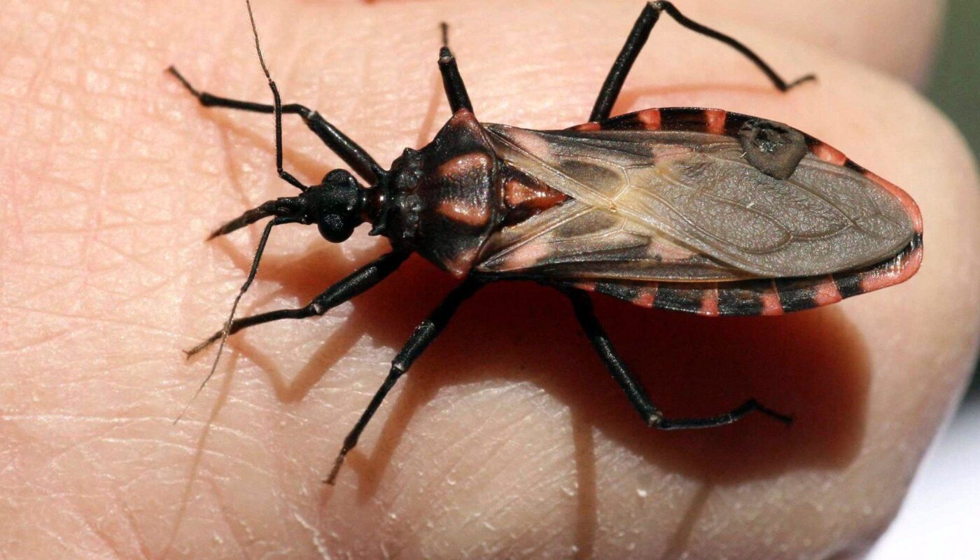 Chagas Disease Treatment