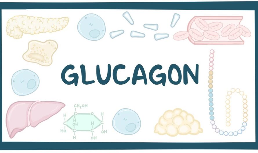 Key Role of Glucagon in Maintaining Kidney Health Revealed in New Study