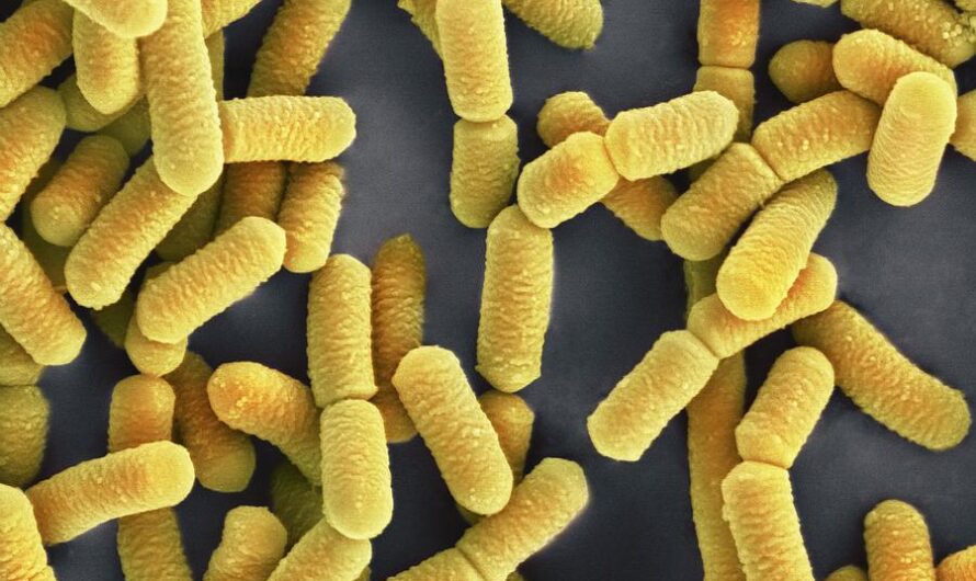 Lactobacillus Acidophilus: A Powerhouse Probiotic for Your Gut Health