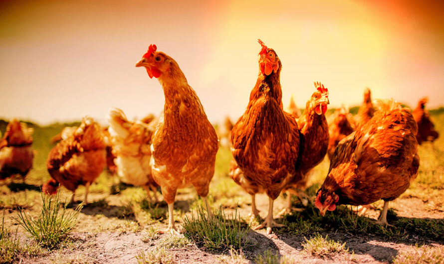Poultry Farming Is One Of The Most Popular And Profitable Agricultural Business