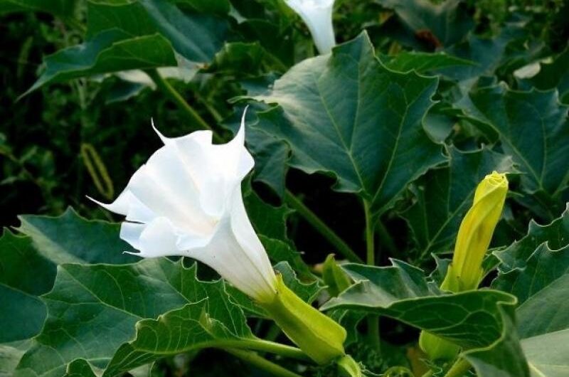 Unveiling the Shadow The Rising Threat of Scopolamine in Crime and Its Global Impact