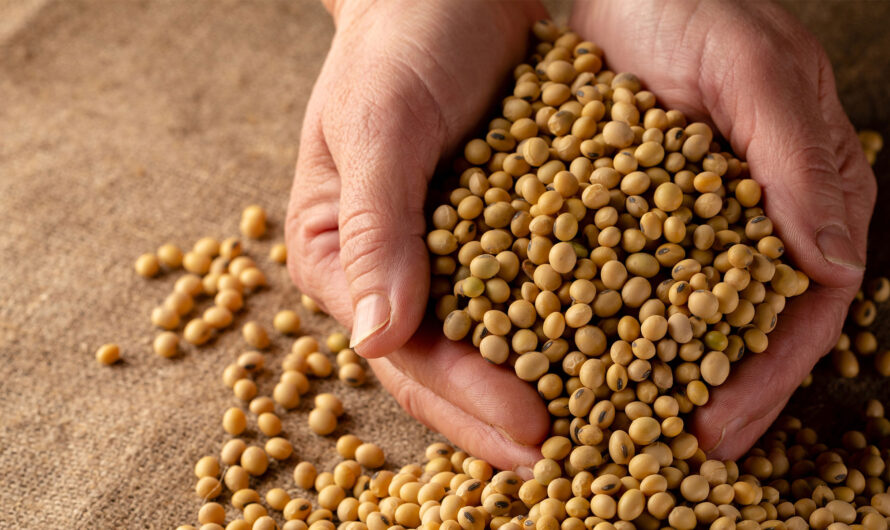 Seed Treatment Market is Estimated to Witness High Growth Owing to Rising Need for Increasing Crop Yield
