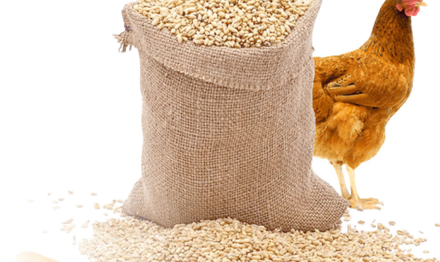 The Global Starter Feed Market Driven By Increasing Demand For Nutritious Animal Feed
