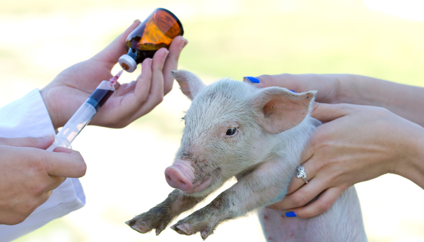 Swine Fever Vaccine