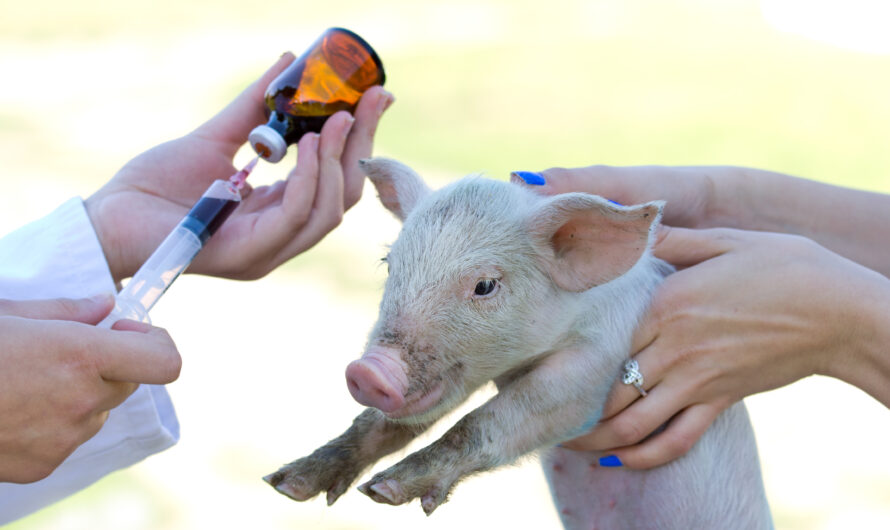 Developing A Vaccine For African Swine Fever Vaccine