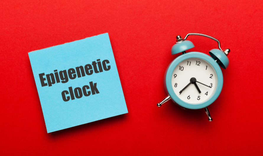 Innovative Epigenetic Clocks Revolutionizing Age Measurement