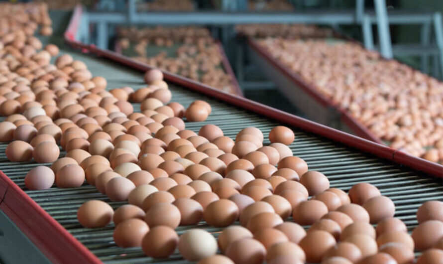 Egg Processing Market is Trending due to Increasing Demand for Value-added Products