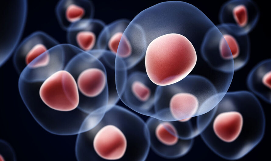 The Human Embryonic Stem Cells Market is thriving on ageing population trends by advancements in regenerative medicine