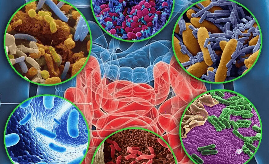 Microbiome Sequencing Service Market Growth Owing to Rising Prevalence of Chronic Diseases